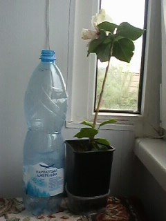 IMG00505.jpg