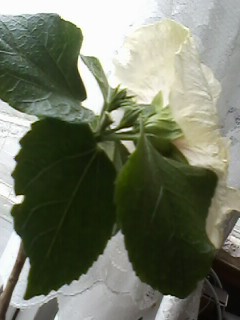 IMG00506.jpg