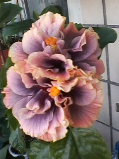 IMG00501.jpg