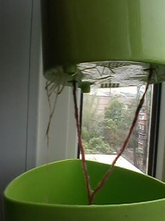 IMG00510.jpg