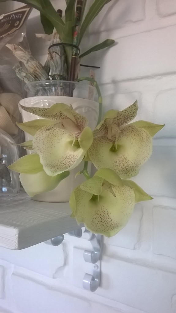 WP_20180810_004.jpg