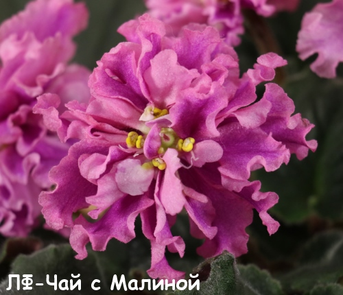 ЛФ-Чай с Малиной-цветок пл.jpg