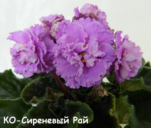 КО-Сир Р 2 пл.jpg