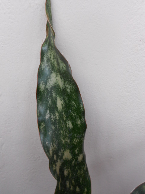 DSCN5879.JPG