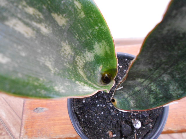 DSCN5880.JPG