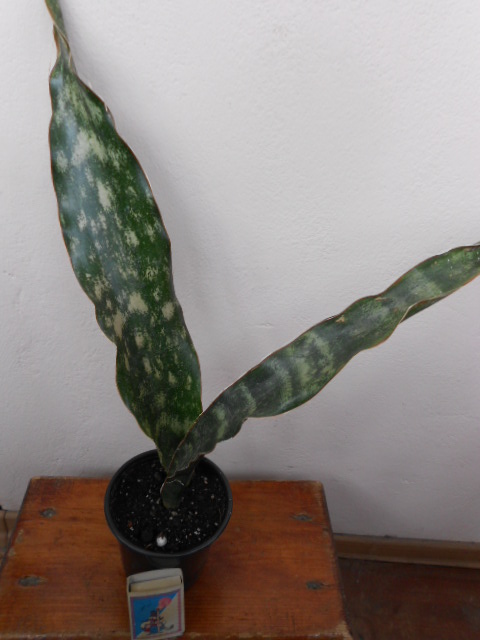 DSCN5882.JPG