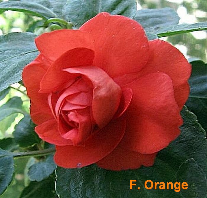 F.Orange.jpg