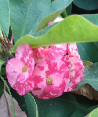 Rose of northern city (16).jpg
