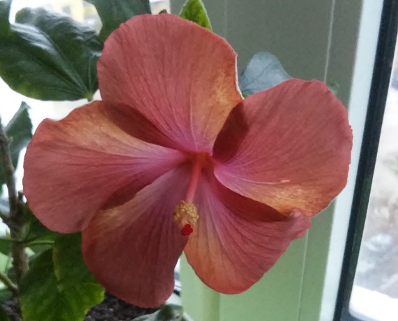 20181103_162436.jpg