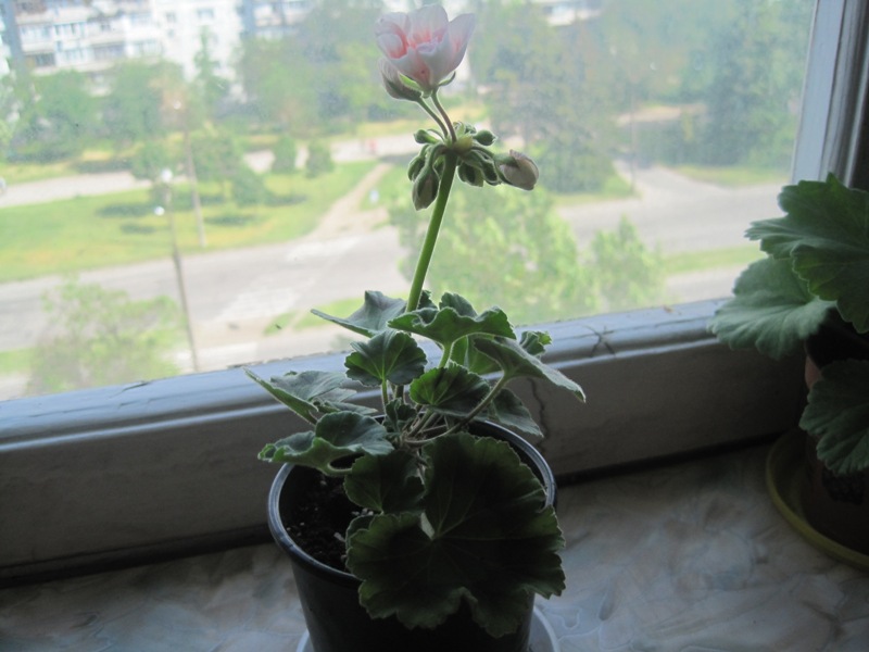 IMG_2973.JPG