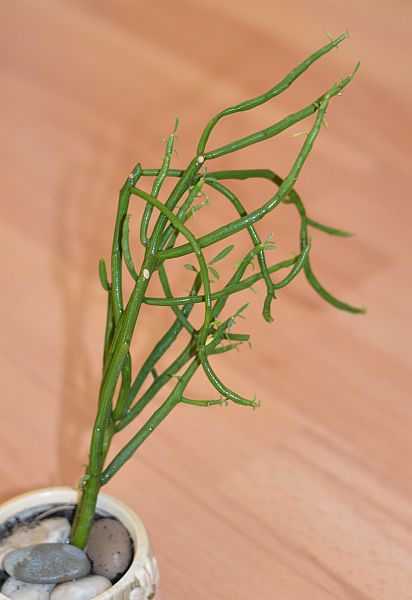 DSC_8462.JPG