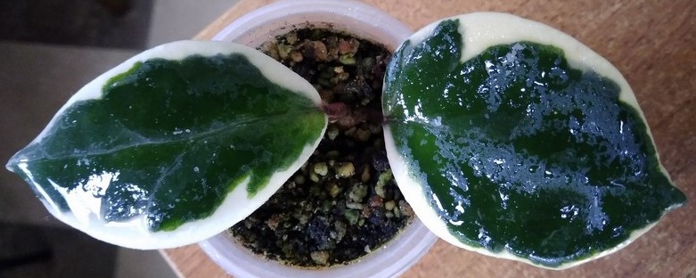 2019-04-30_214724.jpg
