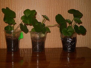 DSCN9330.JPG
