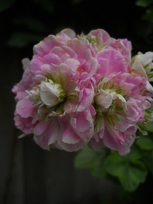 DSCN8873.JPG