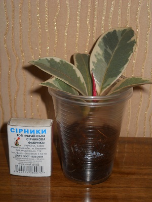 DSCN9353.JPG