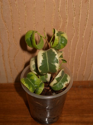 DSCN9351.JPG