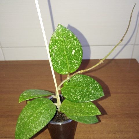 IMG_20190610_084621.jpg