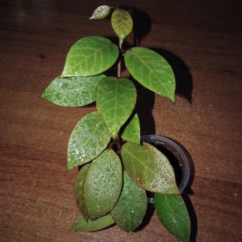 IMG_20190610_071429.jpg