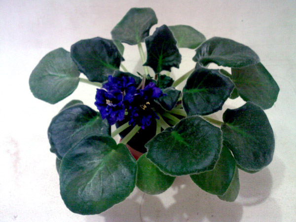 SP_A7302.jpg