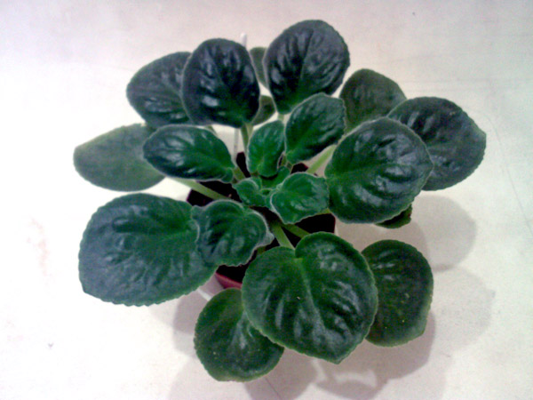 SP_A7296.jpg