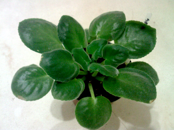 SP_A7305.jpg