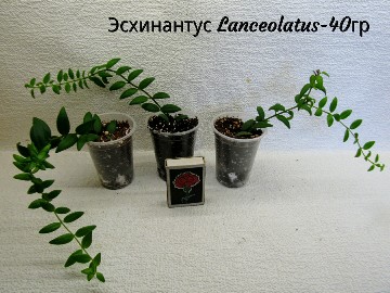 PhotoCollage_1560971524477-360x270.jpg