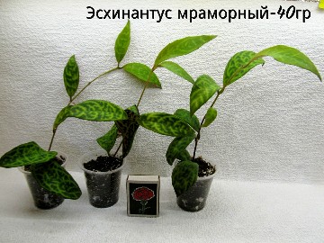 PhotoCollage_1560970993218-360x270.jpg