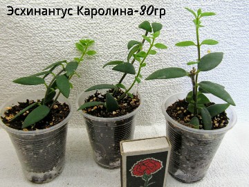 PhotoCollage_1560971573046-360x270.jpg