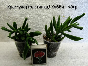 PhotoCollage_1561027916961-360x270.jpg