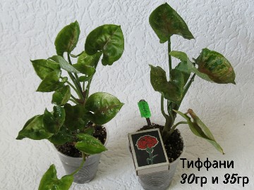 PhotoCollage_1561470554037-360x270.jpg