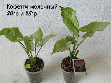 PhotoCollage_1561470329047-360x270.jpg