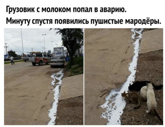 молоко.jpg