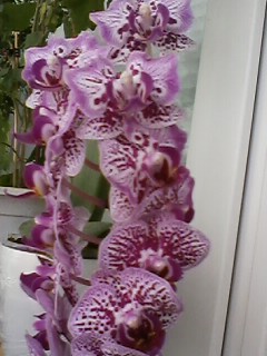 IMG00543.jpg