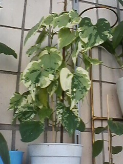 IMG00652.jpg