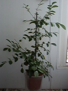 IMG00645.jpg