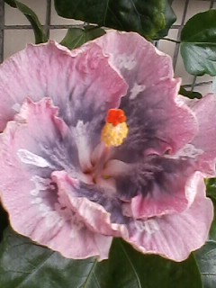 IMG00657.jpg
