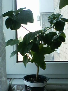 IMG00638.jpg