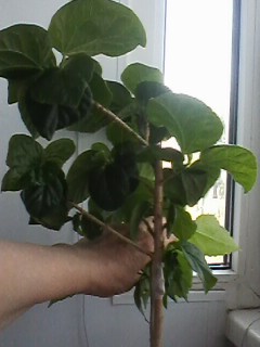 IMG00640.jpg