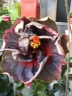 IMG00428.jpg
