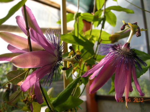 Passiflora Amethist.JPG