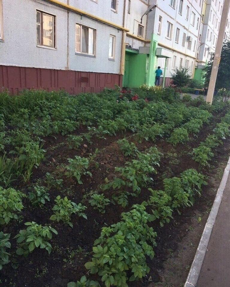 картофель возле многоэтажки (2).jpg