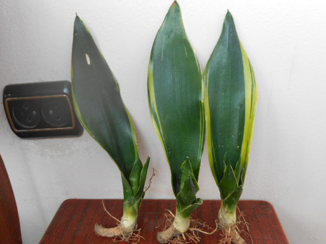 DSCN6390.JPG