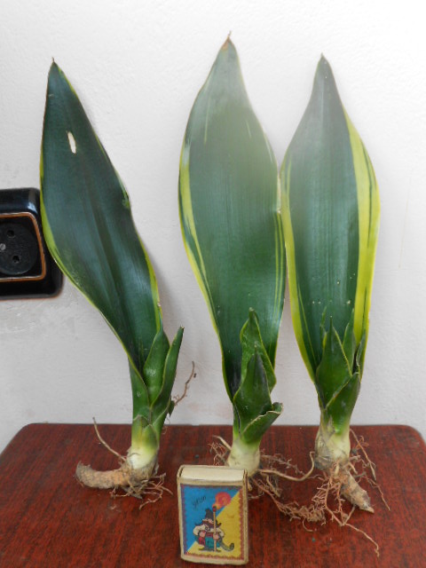 DSCN6394.JPG