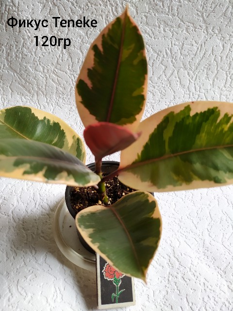 inCollage_20190706_092902449-480x640.jpg