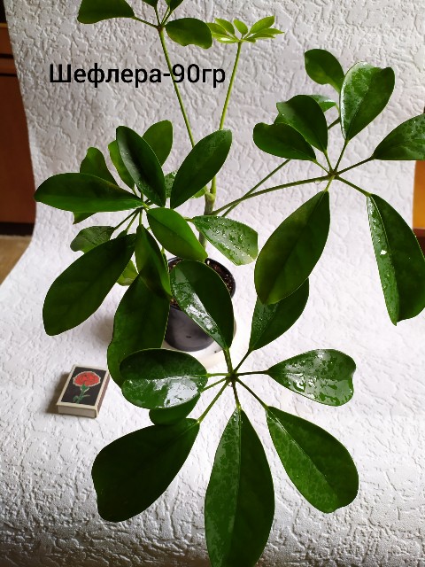 inCollage_20190706_111152111-480x640.jpg