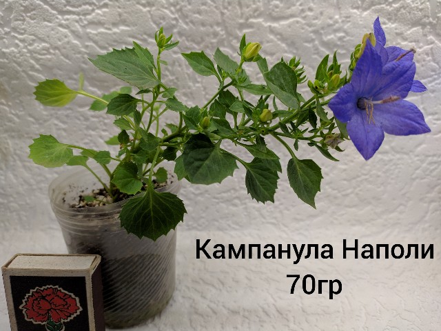 inCollage_20190711_140726102-640x480.jpg