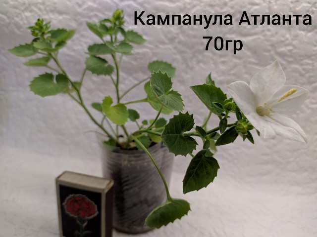 inCollage_20190711_140843741-640x480.jpg