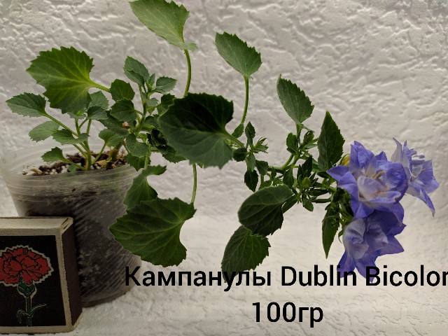 inCollage_20190711_141044043-640x480.jpg