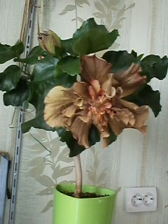 IMG00693.jpg