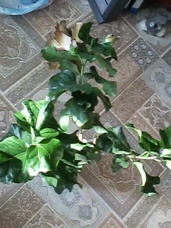 IMG00696.jpg